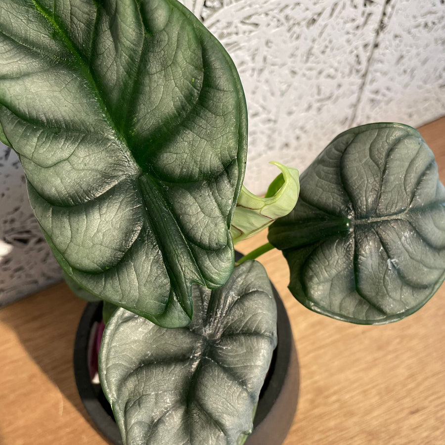 Alocasia  'Silver Dragon' アロカシア シルバードラゴン