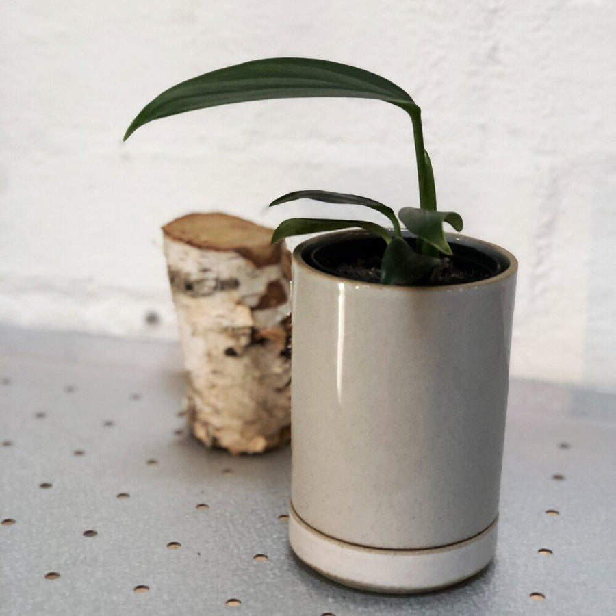 hasami planter small white with plant