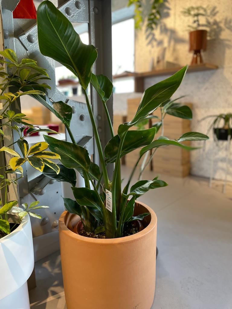 Bird of Paradise (Strelitzia nicolai)  バード オブ パラダイス（オーガスタ）