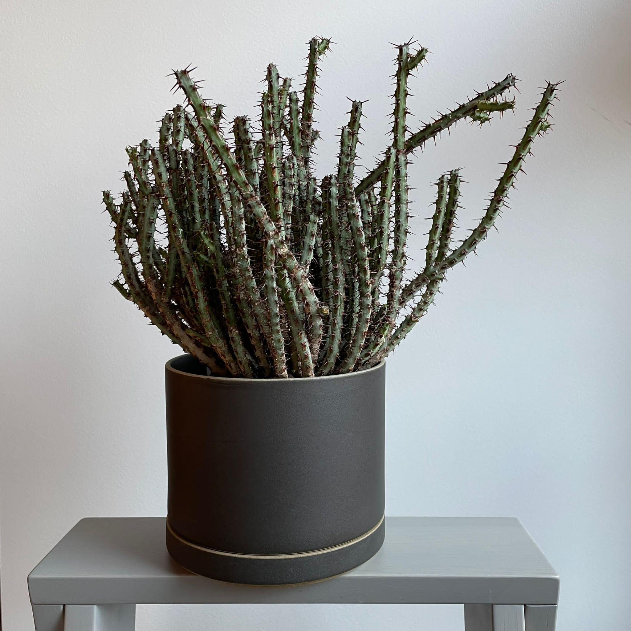 The Plant Societyセレクト 人気の商品 – THE PLANT SOCIETY TOKYO