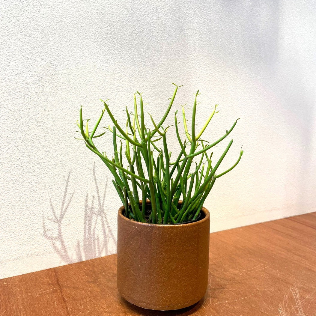 Euphorbia Tirucalli ‘Sticks on Fire’　ユーフォルビア　ミルクブッシュ &#39;スティック オン ファイヤー&#39;