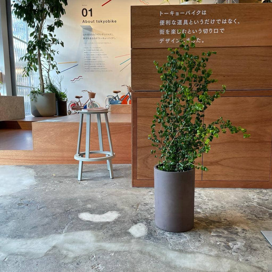 フィカス ベンジャミン バロック I インドアプランツ I プラントソサエティトーキョーオンライン – THE PLANT SOCIETY TOKYO