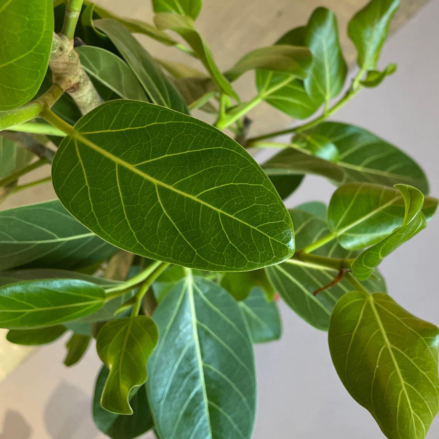 Ficus Audrey (Ficus benghalensis) フィカス  ベンガレンシス