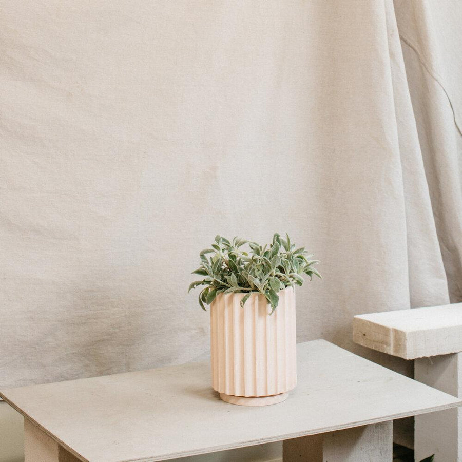 フルートプランター by The Plant Society x Capra Designs