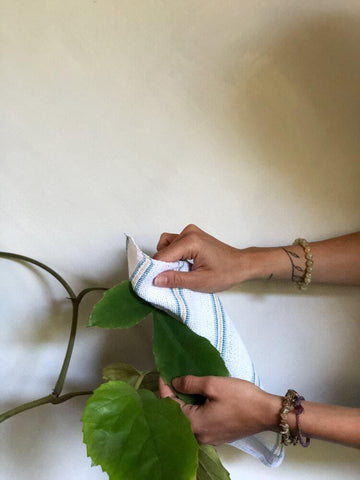 Foliage cloth with plant