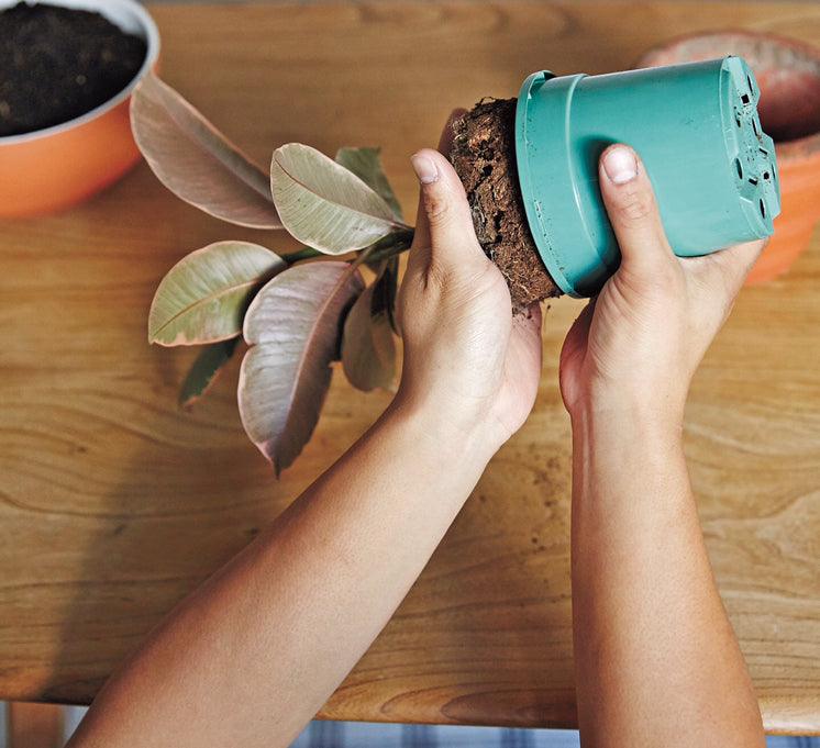 Repotting service　植え替えサービス