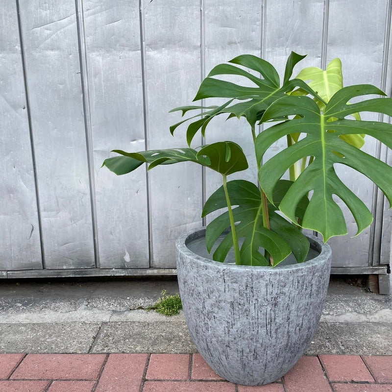 Fruit Salad Plant (Monstera deliciosa)  モンステラ デリシオーサ