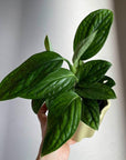 Monstera Shuttlecock  モンステラ・ジェイド・シャトルコック