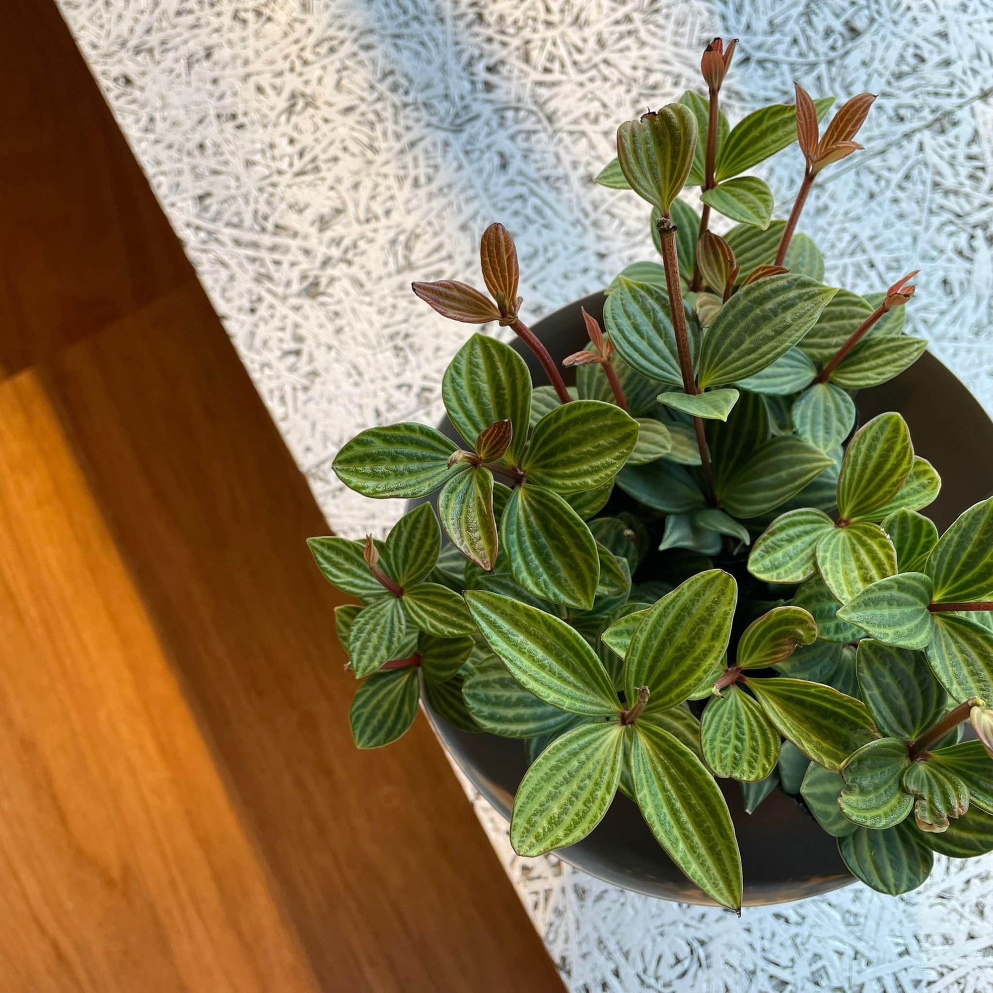 Peperomia pteolata  ペペロミア プテオラータ