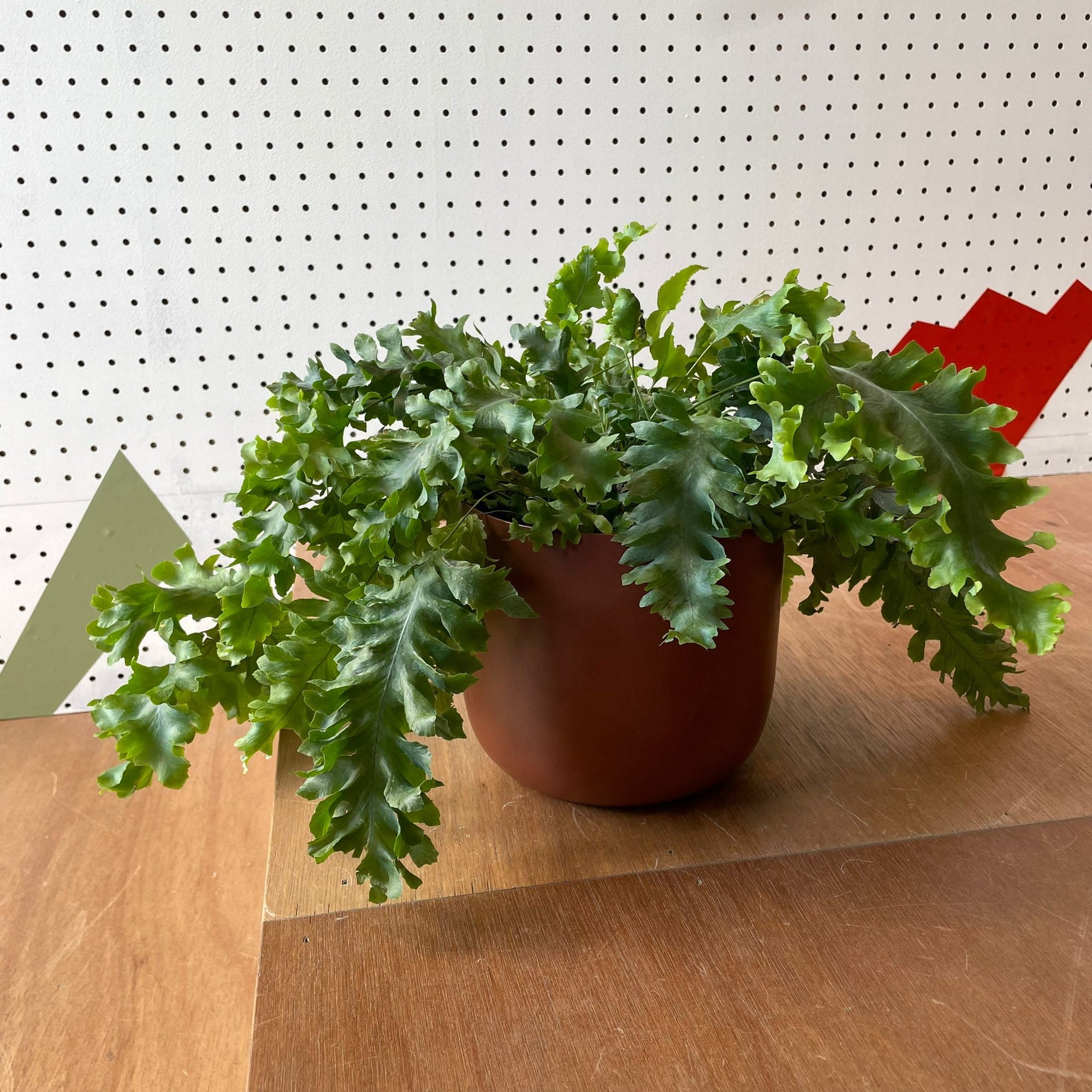 Phlebodium aureum &#39;Davana&#39;　フレボディウム　ダバナ
