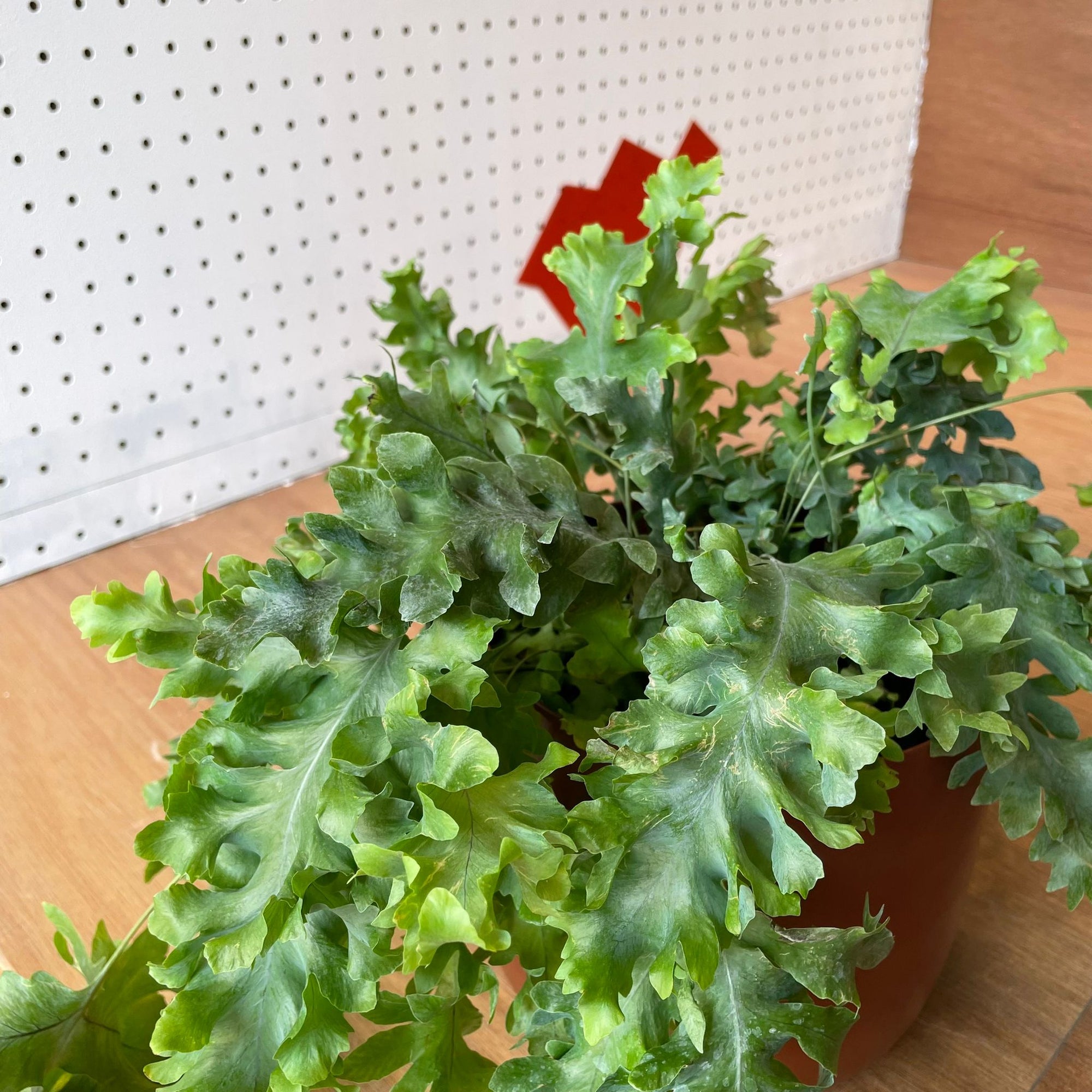 Phlebodium aureum &#39;Davana&#39;　フレボディウム　ダバナ