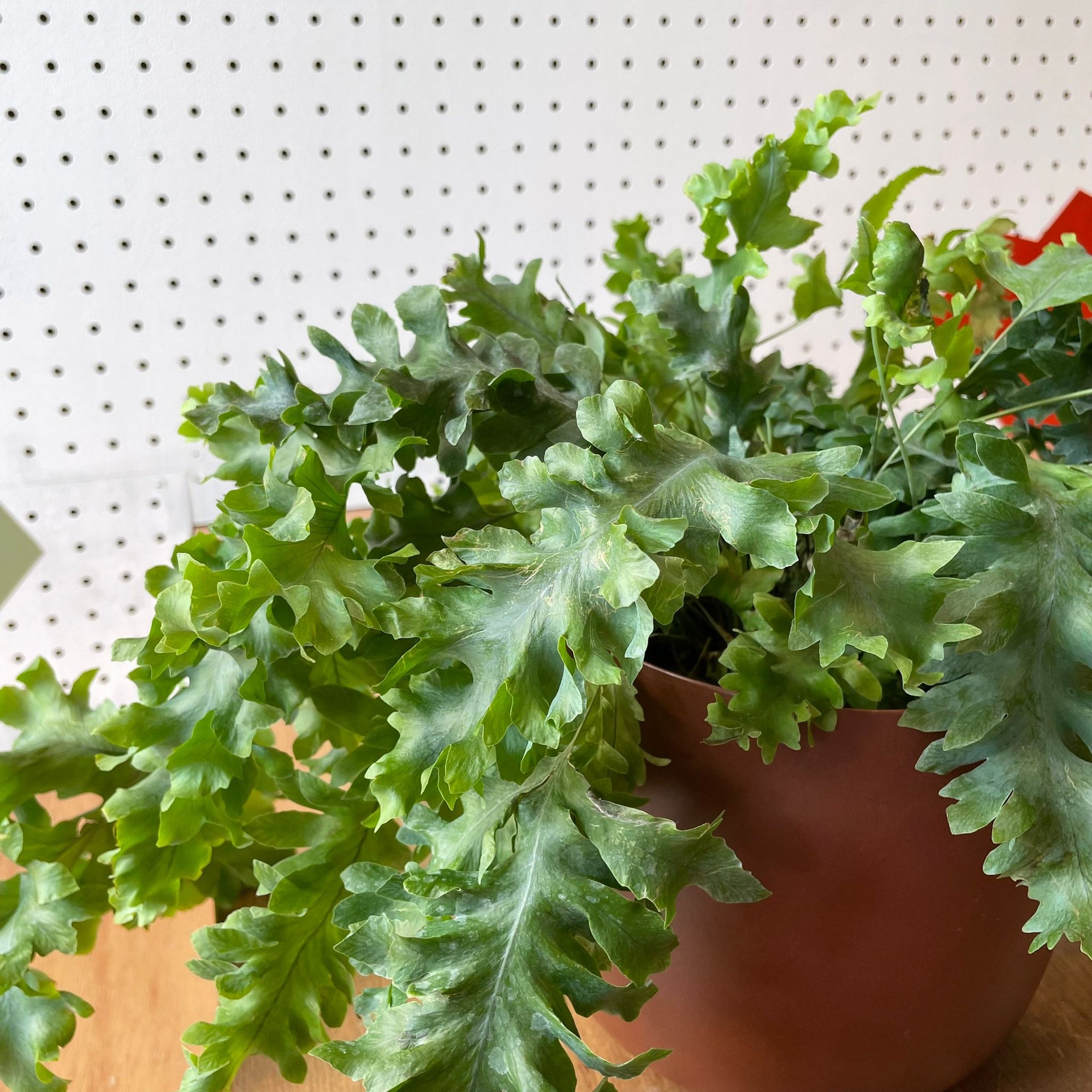 Phlebodium aureum &#39;Davana&#39;　フレボディウム　ダバナ