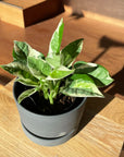 Pothos Enjoy ポトス エンジョイ