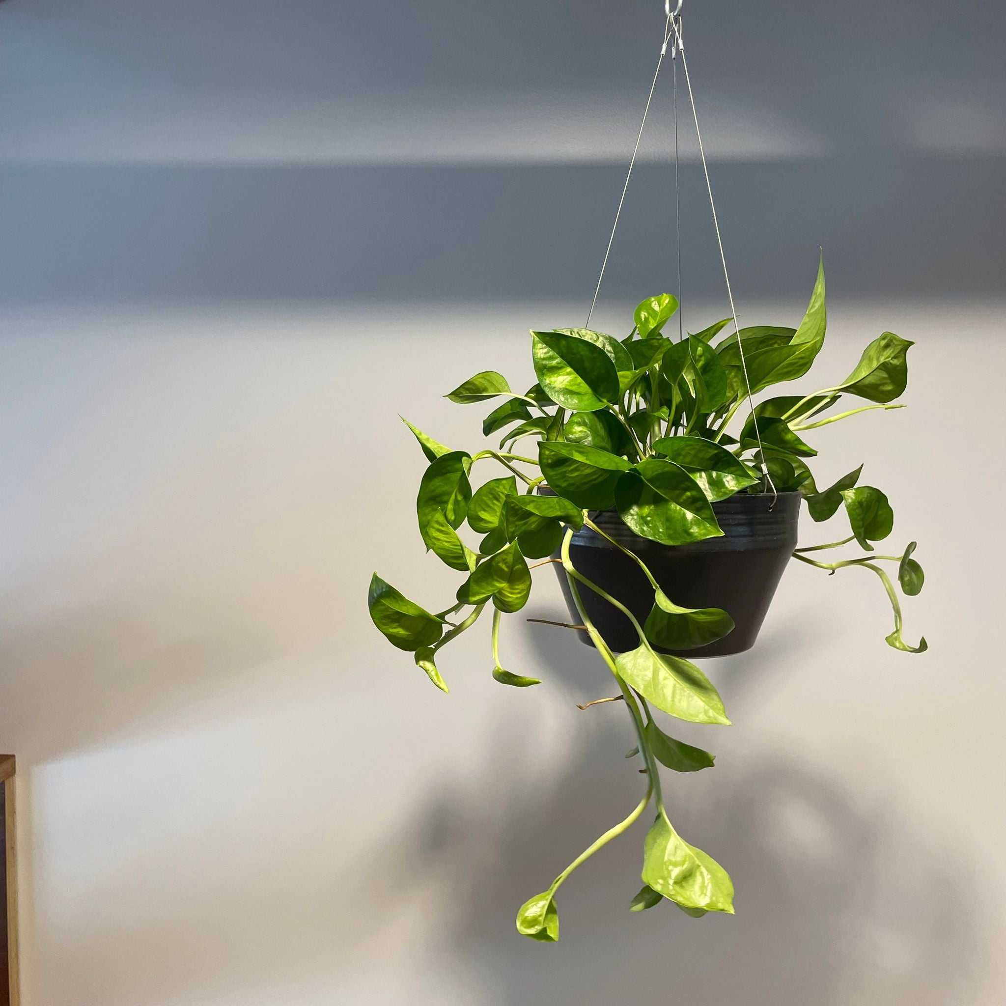 グローバルグリーン/ポトス/エピプレムヌム アウレウムI 植物 I