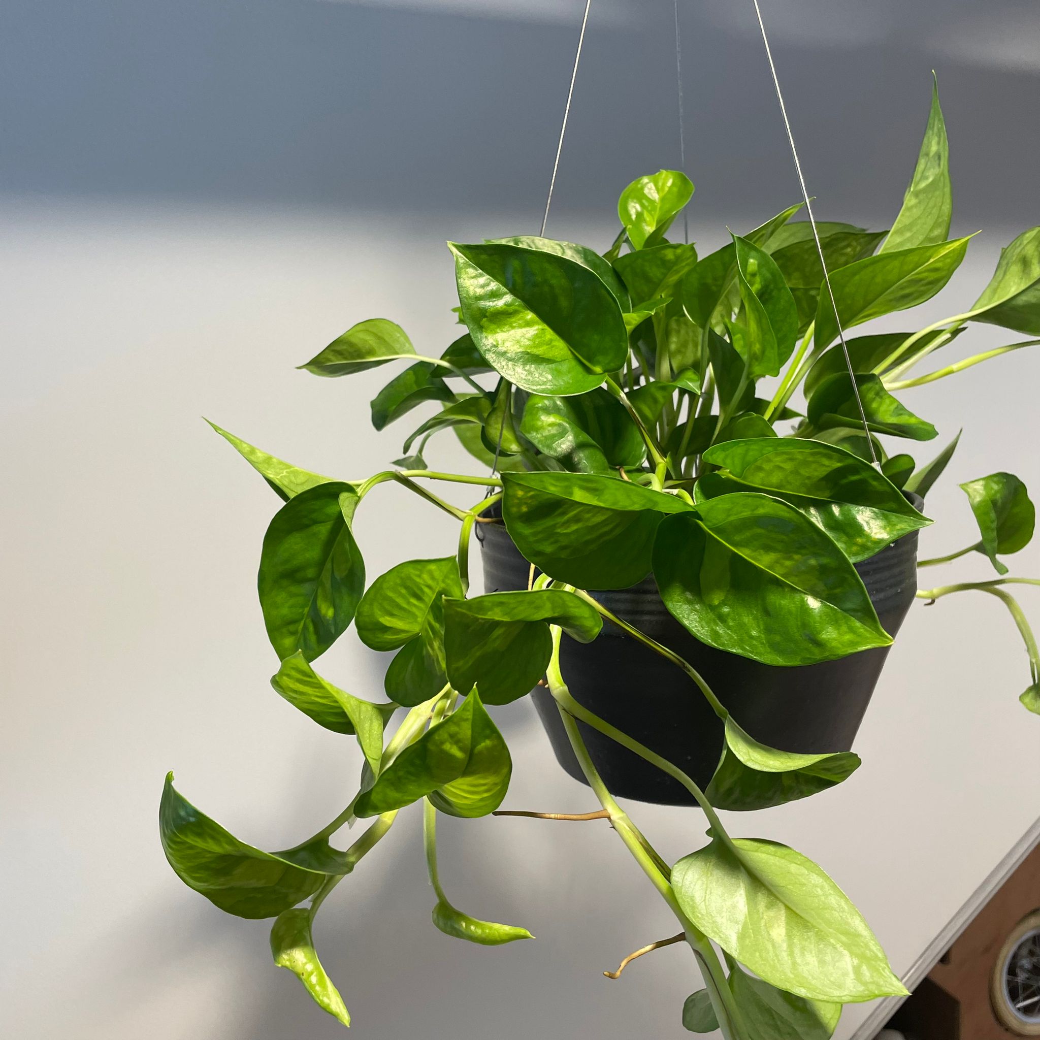 観葉植物　ポトス 観葉植物 ポトス 6号 ラスターポット 付き | 観葉植物ならHitoHana