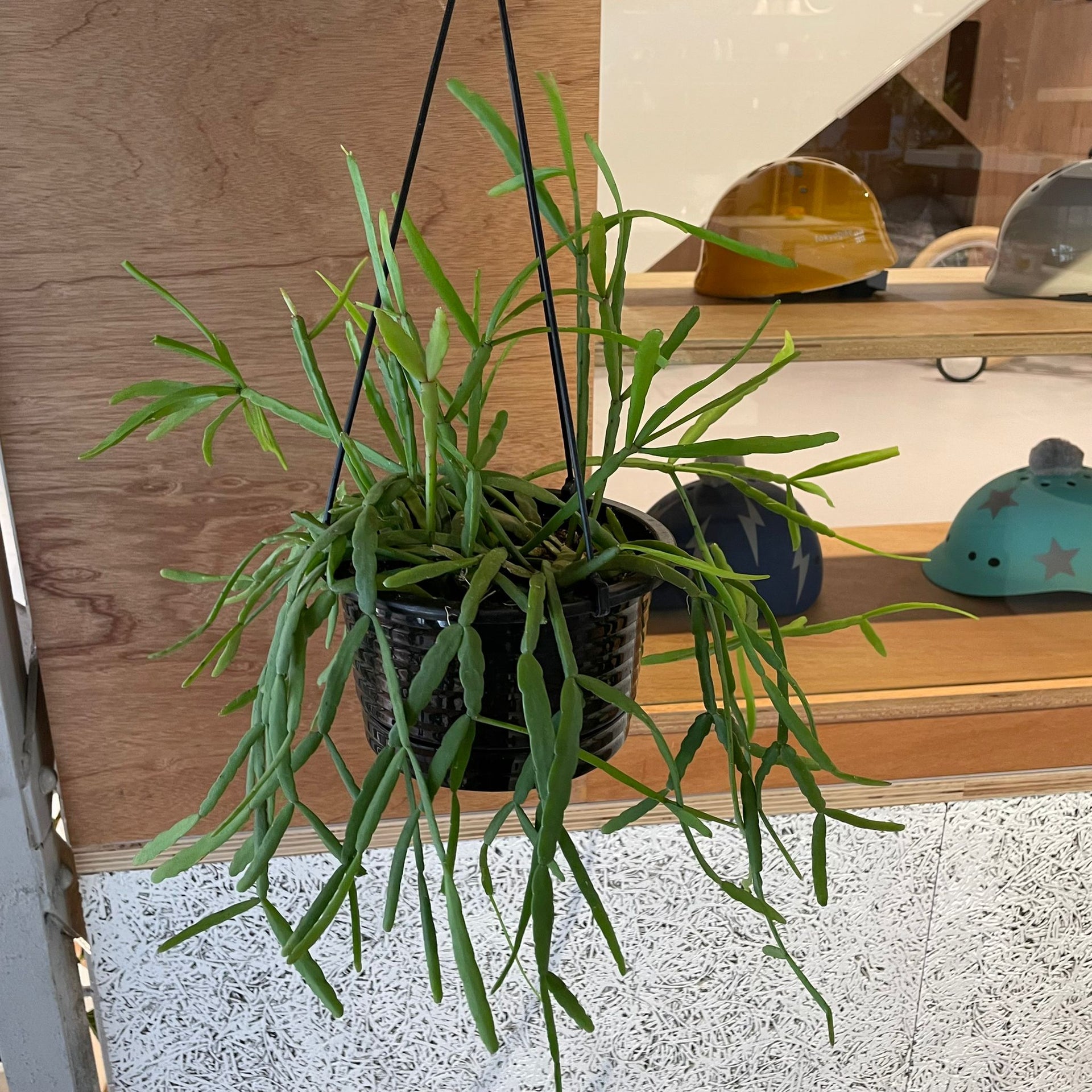 erisa tera feburian リプサリス エワルディアナ I インドアプランツ I プラントソサエティトーキョーオンライン – THE PLANT SOCIETY TOKYO