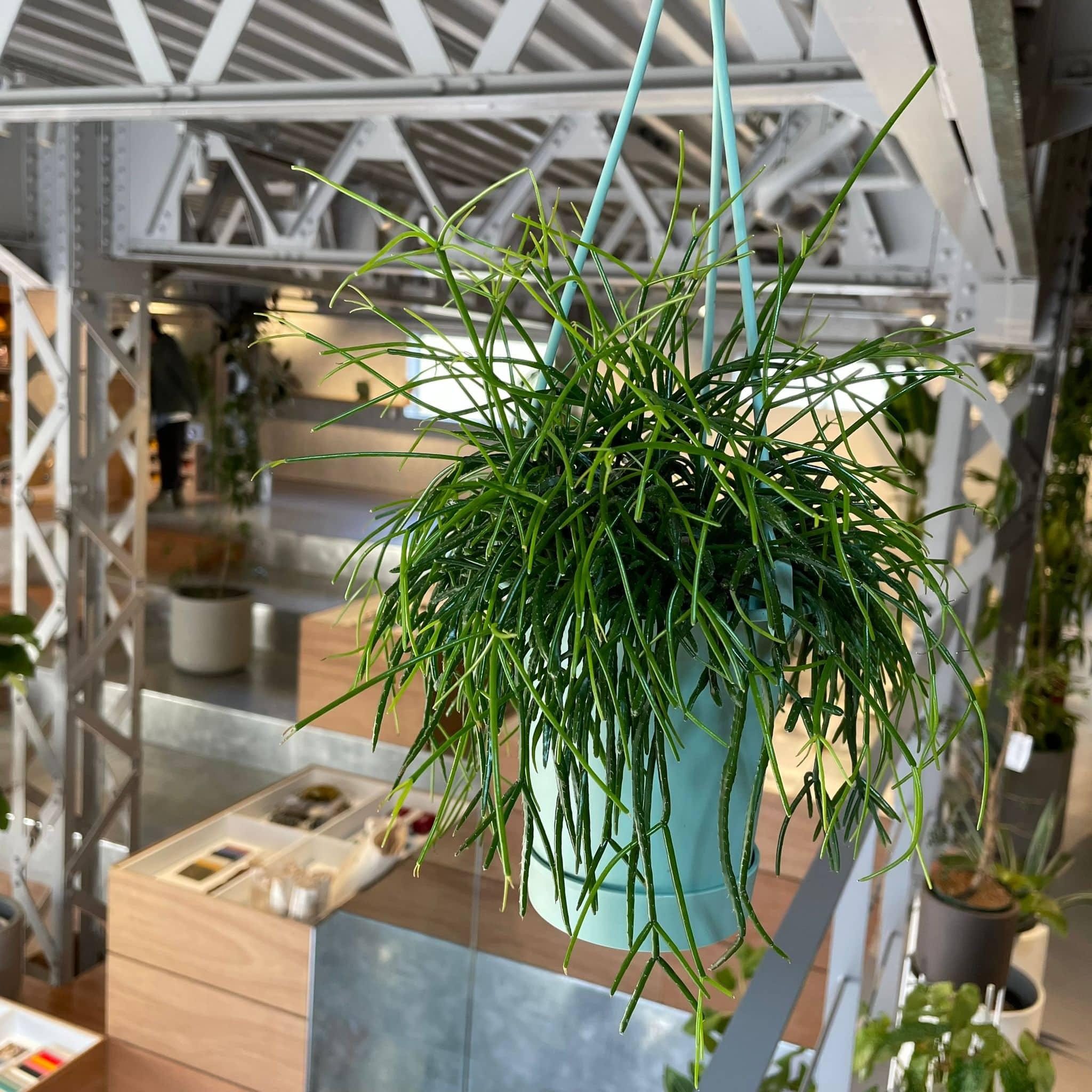 リプサリス カスッサ I インドアプランツ I プラントソサエティ