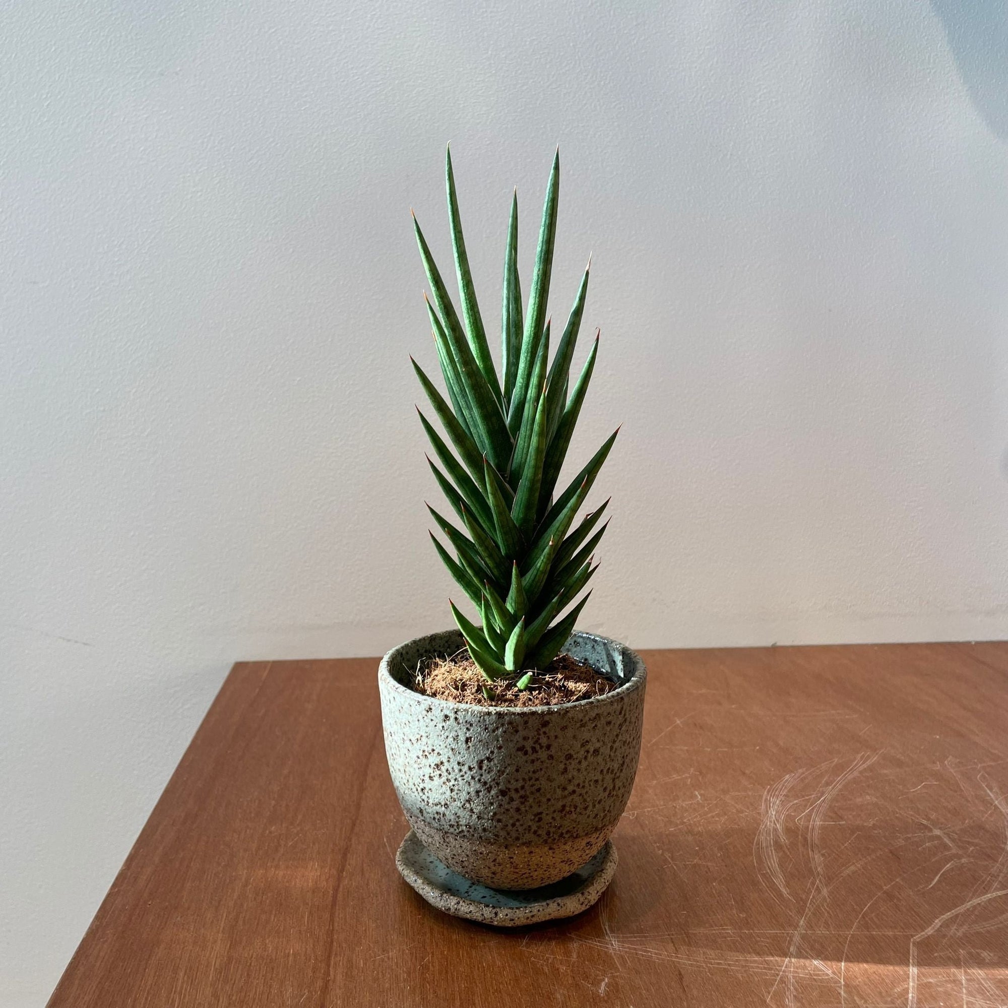 Snake Plant (Sansevieria francisii) サンスベリア フランシシー