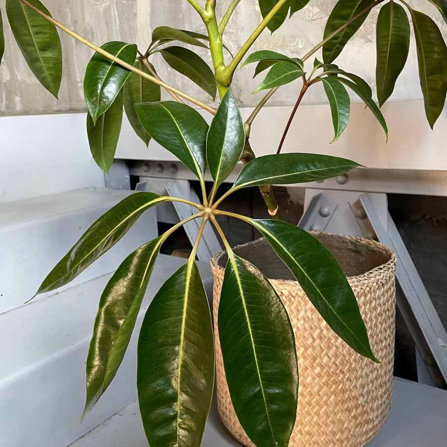 Tupidanthus Schefflera pueckler  ツピタンサス