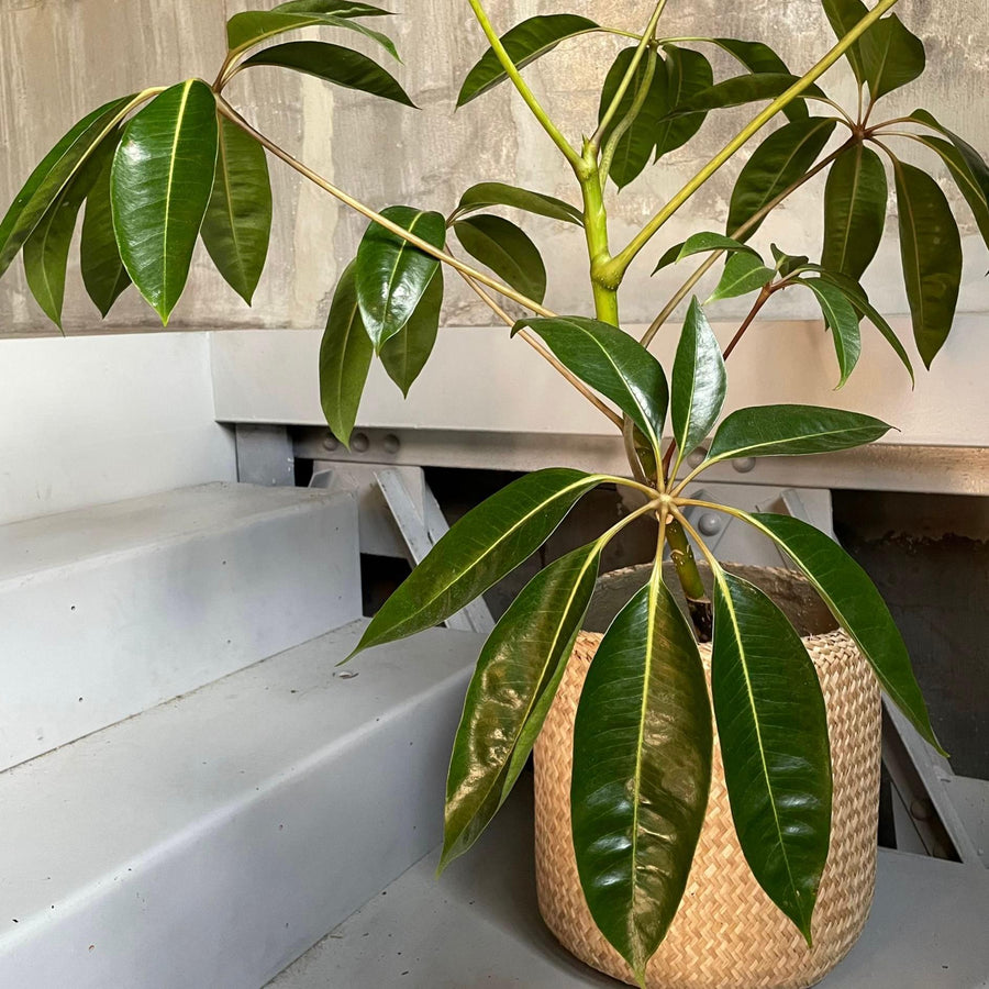 Tupidanthus Schefflera pueckler  ツピタンサス