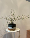 Sophora prostrata ‘Little Baby’　ソフォラ　リトルベイビー