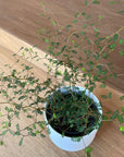 Sophora prostrata ‘Little Baby’　ソフォラ　リトルベイビー