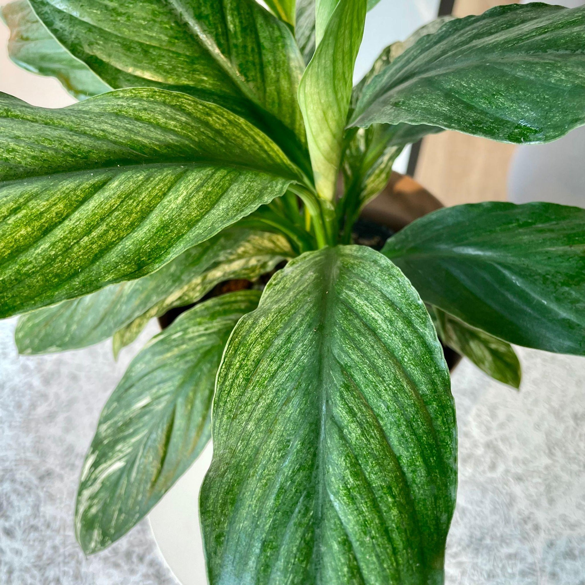 Spathiphyllum Variegata スパティフィラム センセーション バリエガータ Size 4