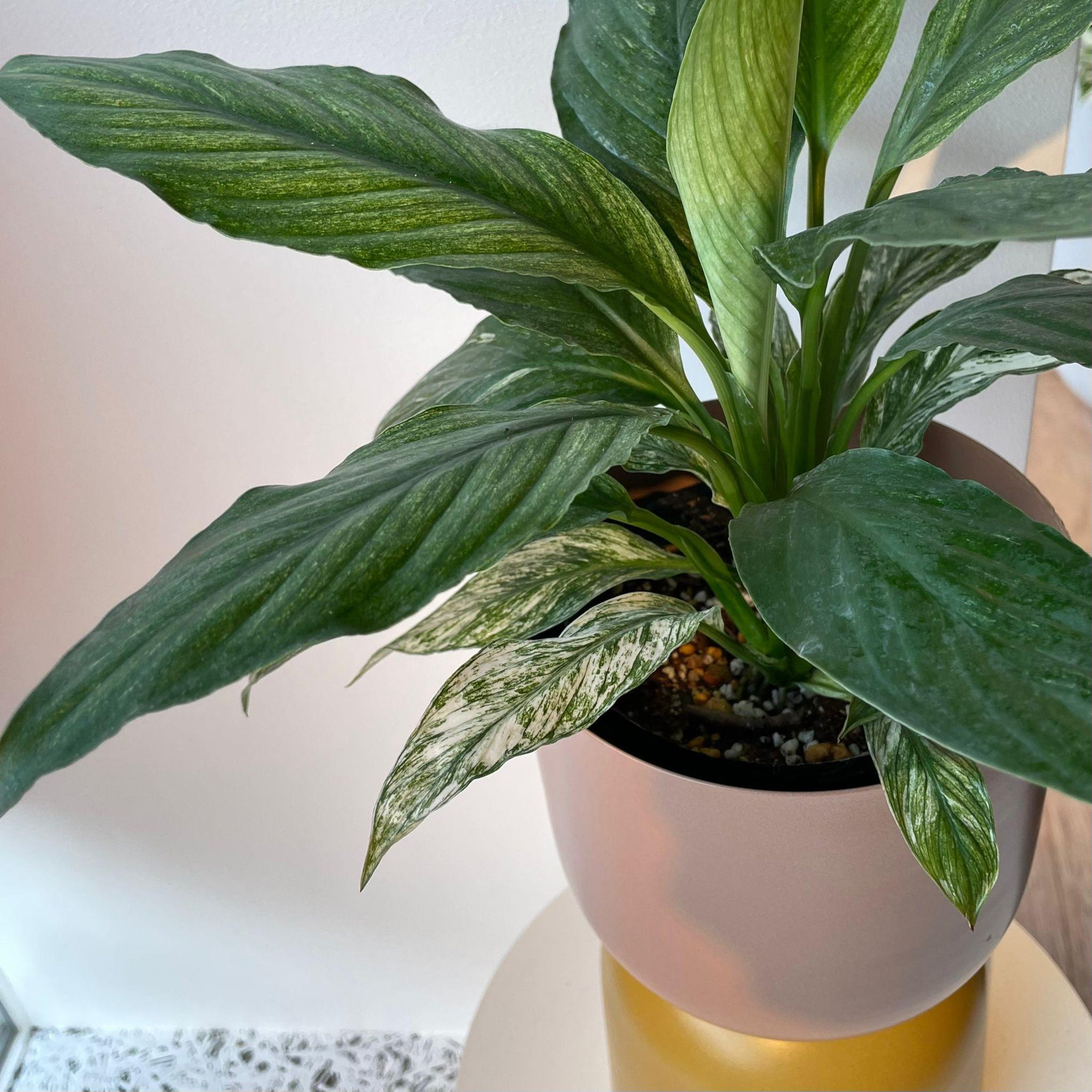 Spathiphyllum Variegata スパティフィラム センセーション バリエガータ Size 4