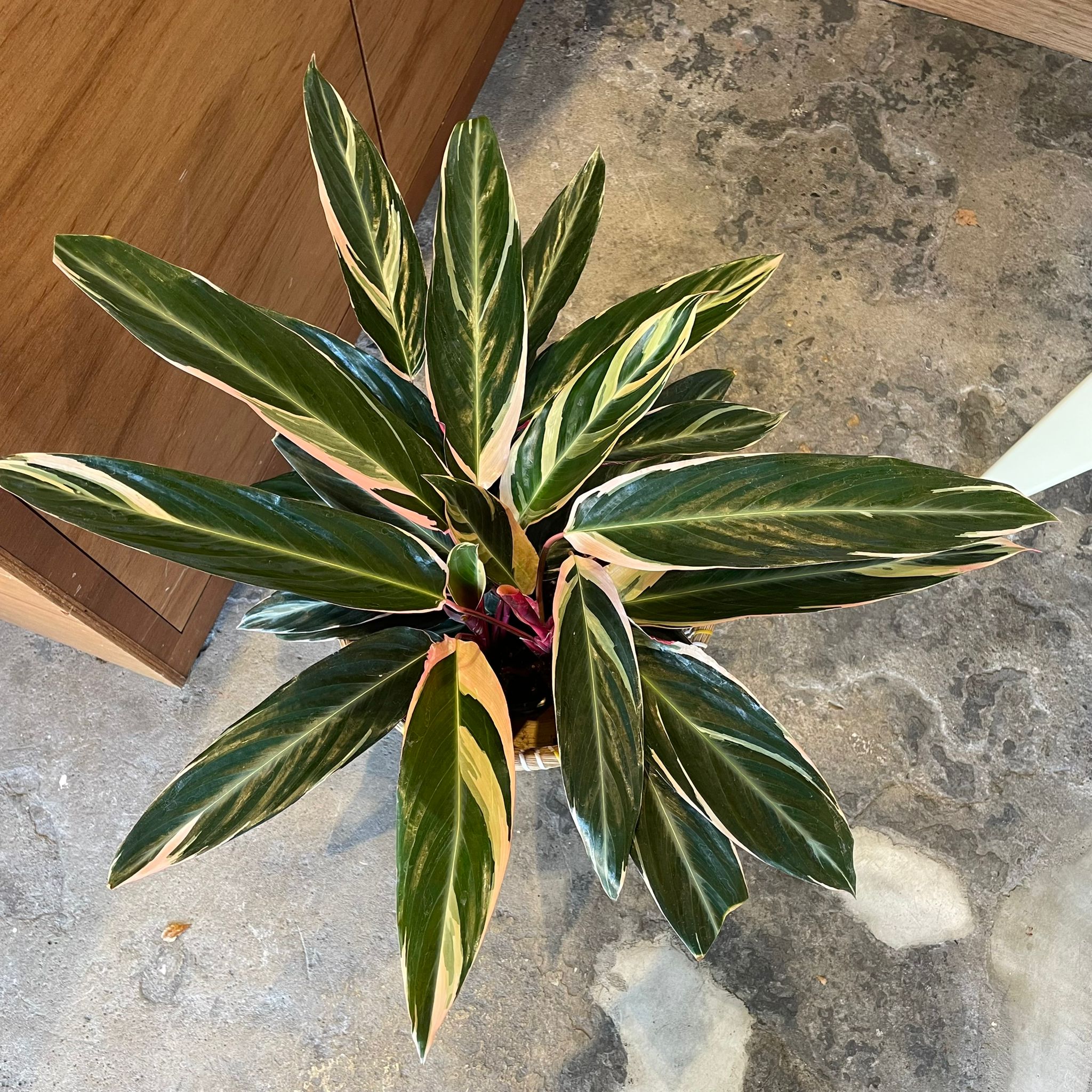 【美苗】激レア　ストロマンテ　トリオスター　斑入り　ゴマ斑　　抜き苗 ストロマンテ トリオスター○珍しい葉色 観葉植物 南アメリカ