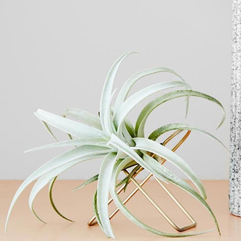 Arc Tillandsia Stand Ivy Muse air plant brass xerographica