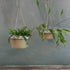 Desert Brass Hanging Planter by Leaf & Thread