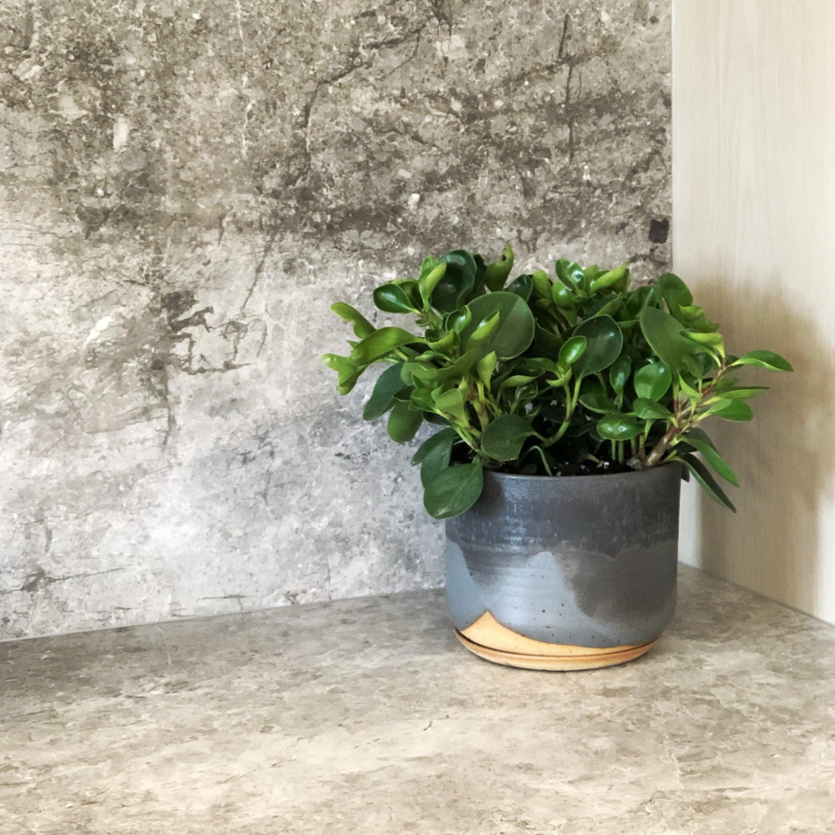 植木鉢2つ いちばんぼし Maker - Leaf & Thread I 植木鉢 I プラントソサエティ