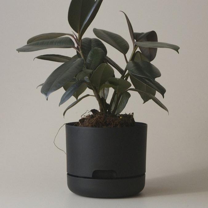 Self Watering Planter 250mm by Mr Kitly - THE PLANT SOCIETY ONLINE OUTPOST