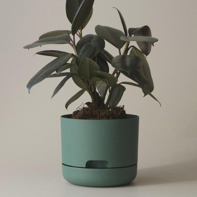 Self Watering Planter 250mm by Mr Kitly - THE PLANT SOCIETY ONLINE OUTPOST