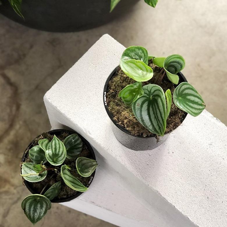 Watermelon Peperomia ウォーターメロンペペロミア（スイカ ペペ）