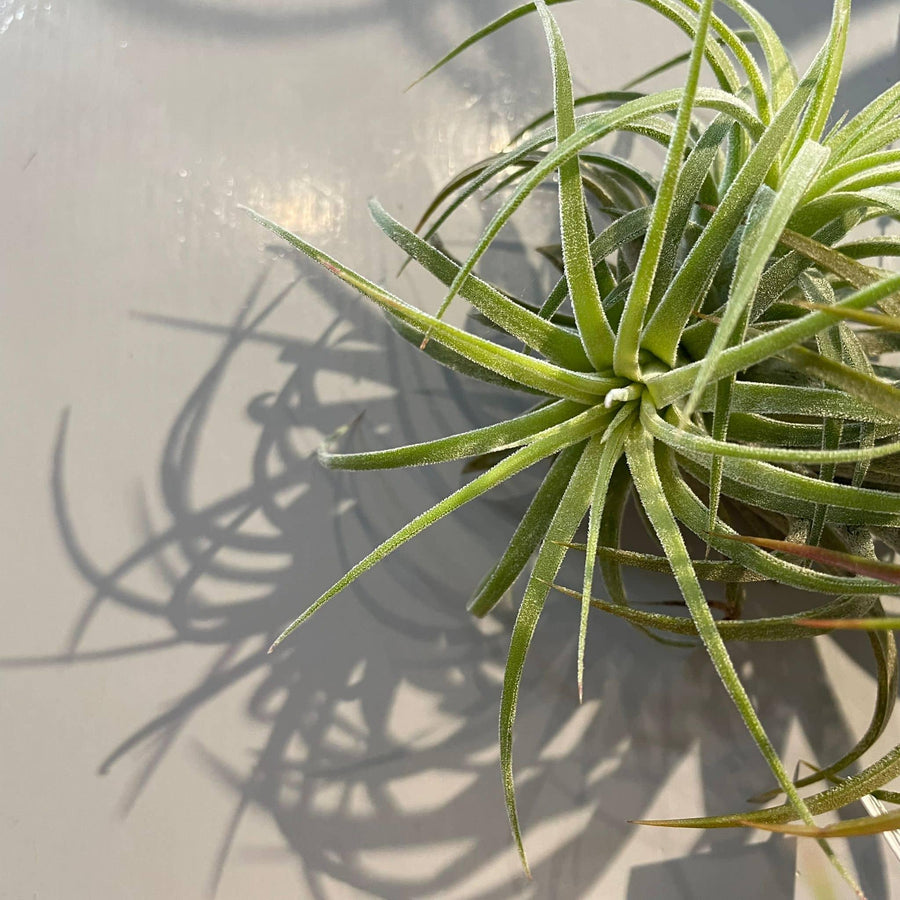 Air Plants - Tillandsia Assort ティランジア （チランジア）アソート