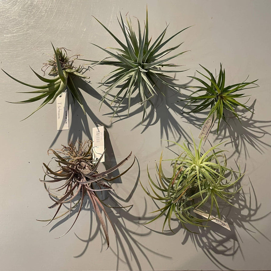 Air Plants - Tillandsia Assort ティランジア （チランジア）アソート