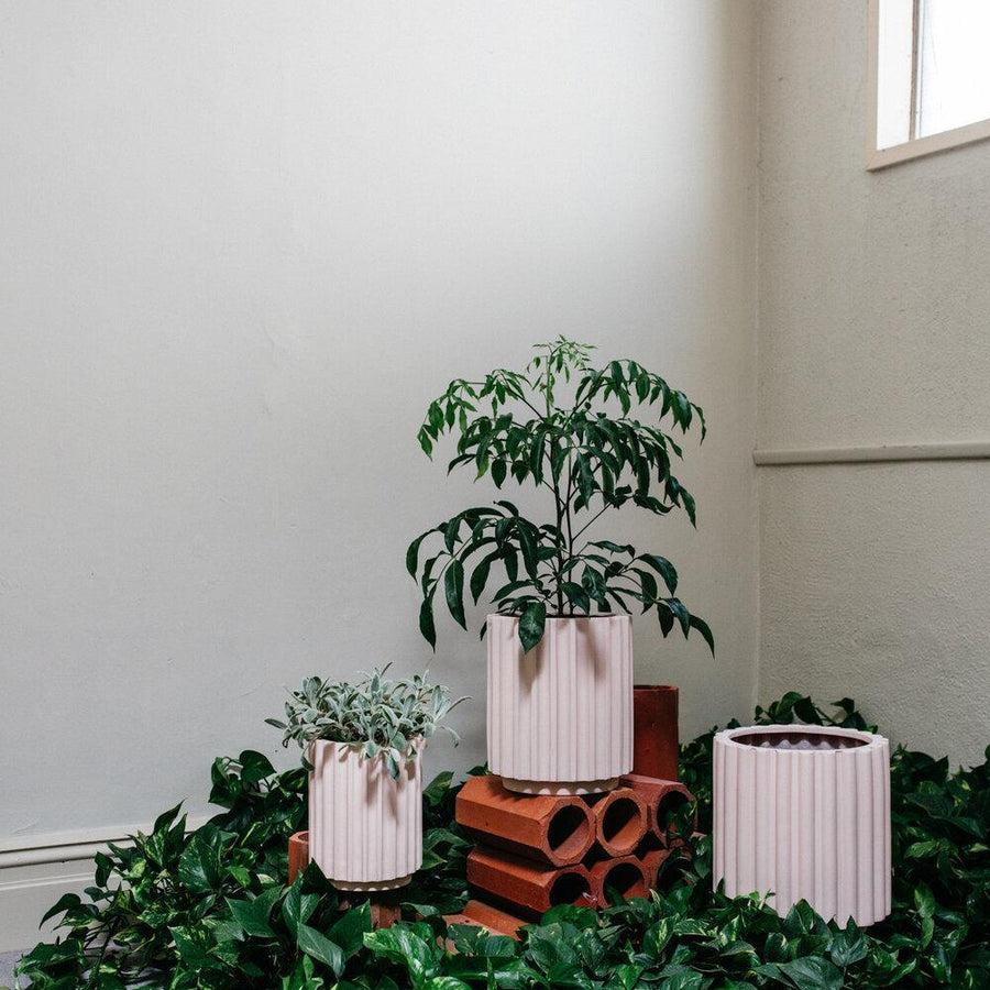 フルートプランター by The Plant Society x Capra Designs