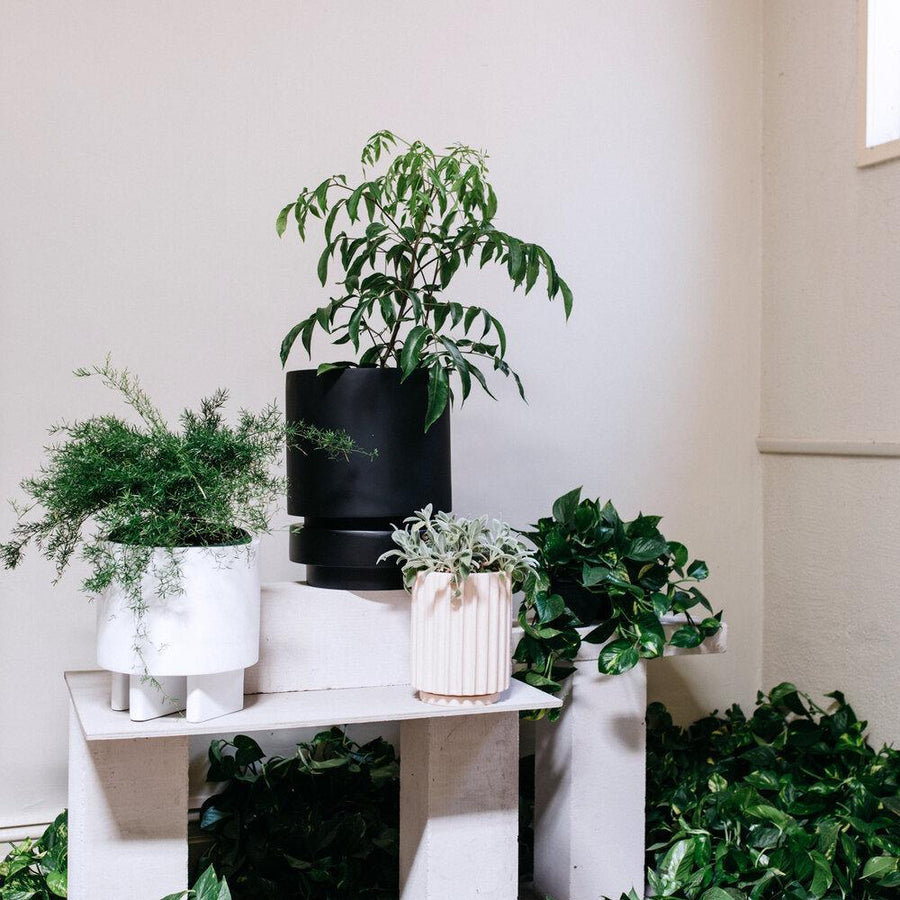 フルートプランター by The Plant Society x Capra Designs