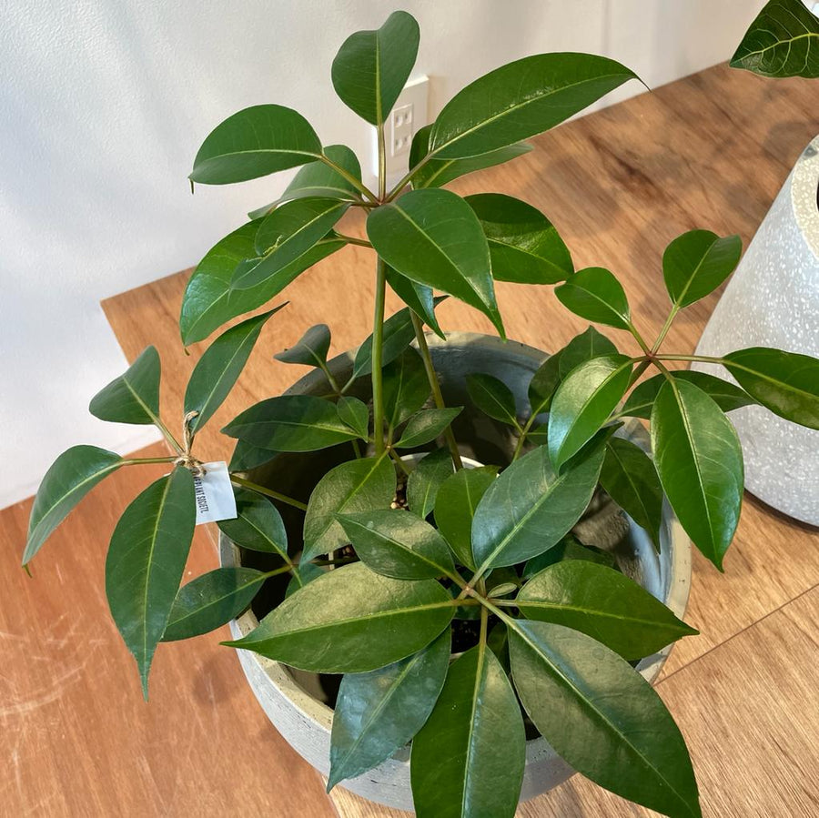 Tupidanthus Schefflera pueckler  ツピタンサス