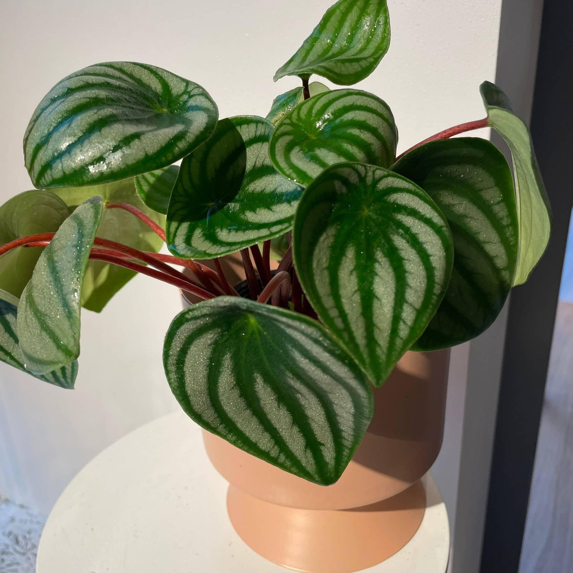 Watermelon Peperomia ウォーターメロンペペロミア（スイカ ペペ）