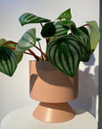 Watermelon Peperomia ウォーターメロンペペロミア（スイカ ペペ）