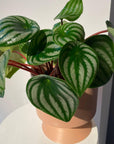 Watermelon Peperomia ウォーターメロンペペロミア（スイカ ペペ）