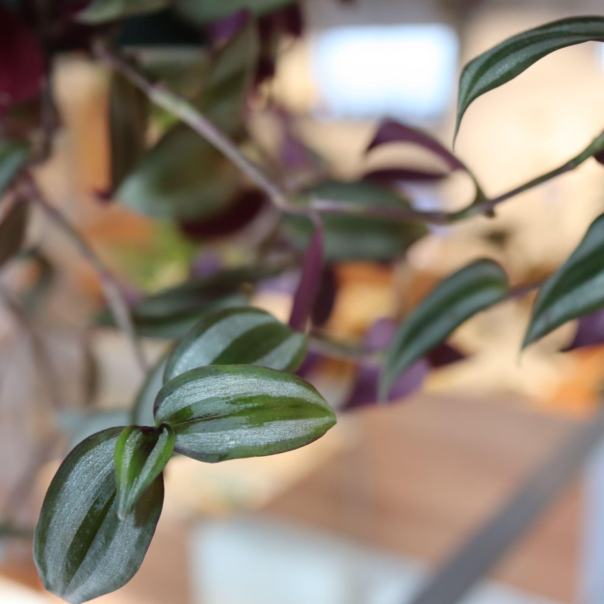 トラディスカンチア・ゼブリナ I インドアプランツ I プラント