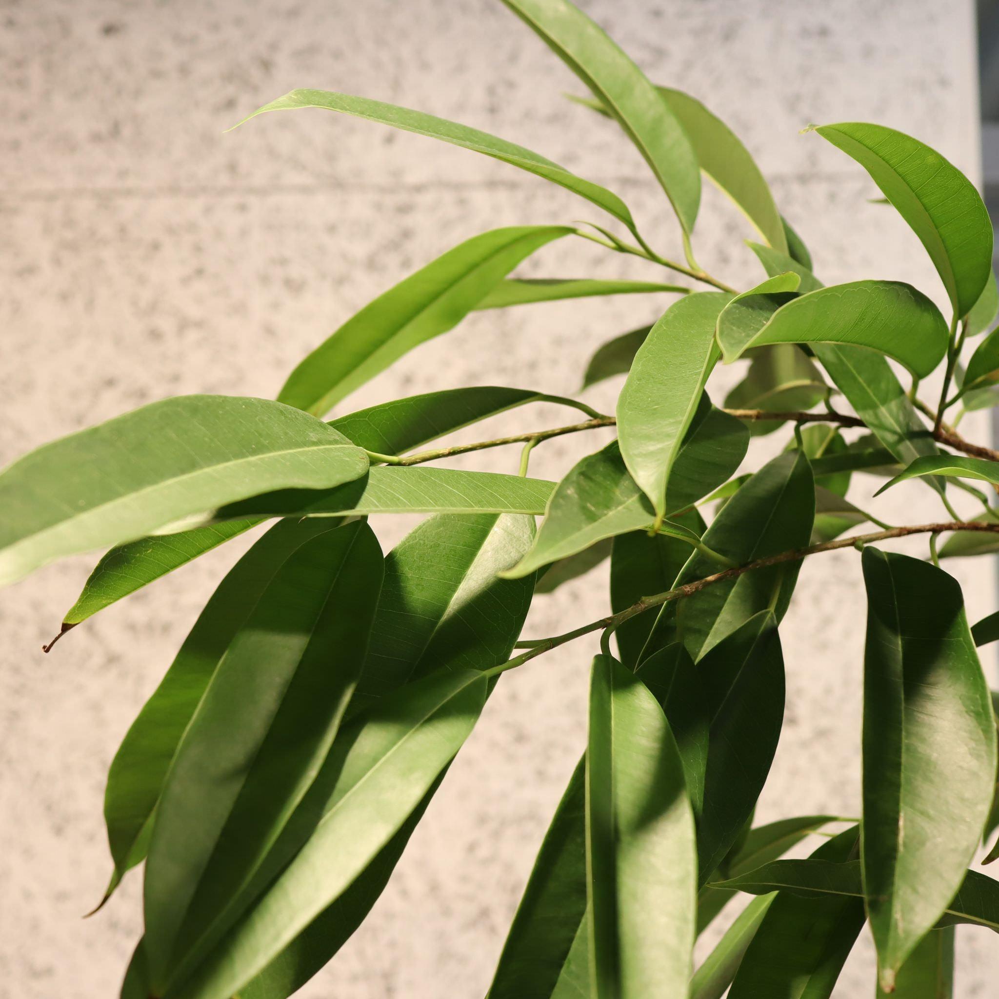 フィカス・アムステルキング I インドアプランツ I プラント