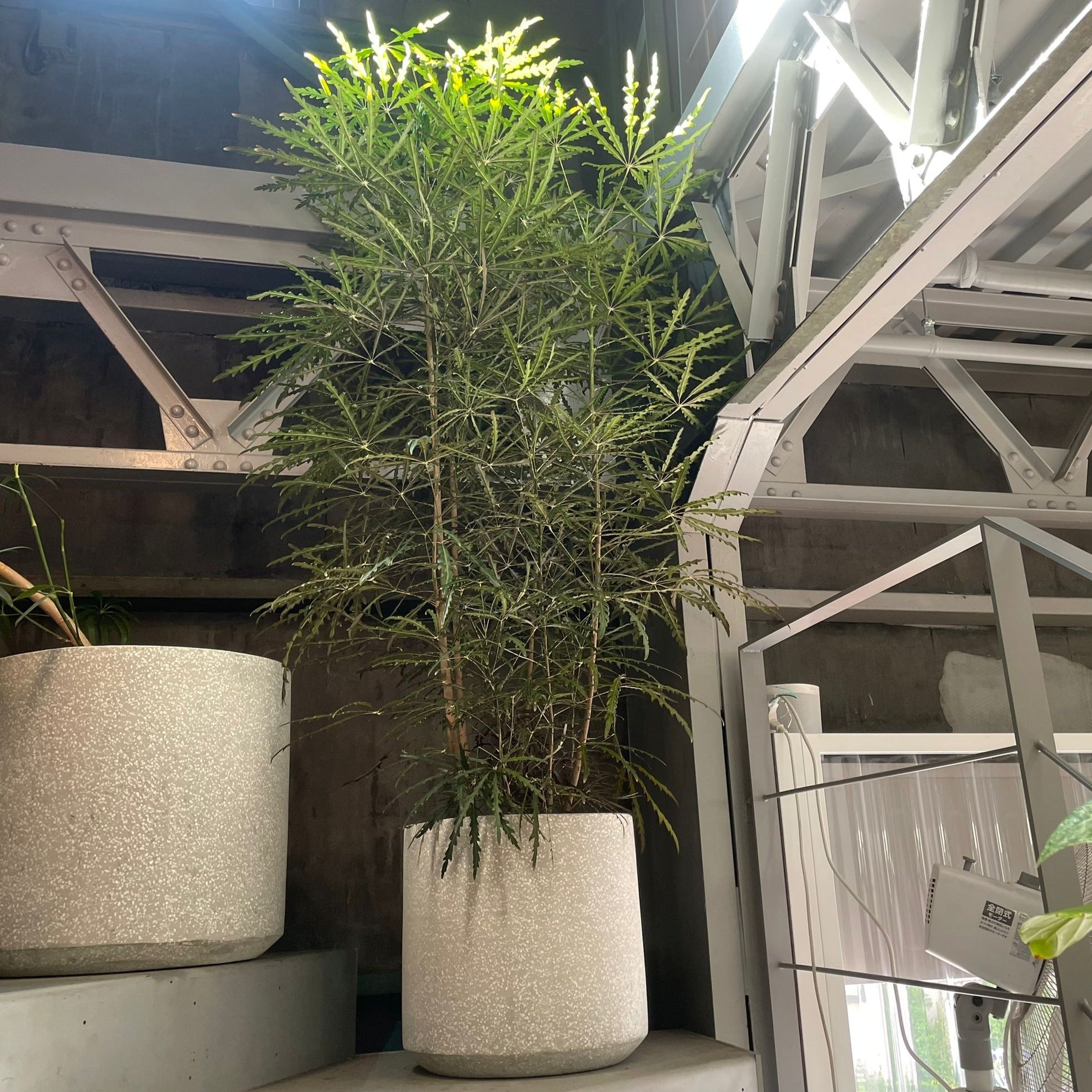 Schefflera elegantissima アラレヤ
