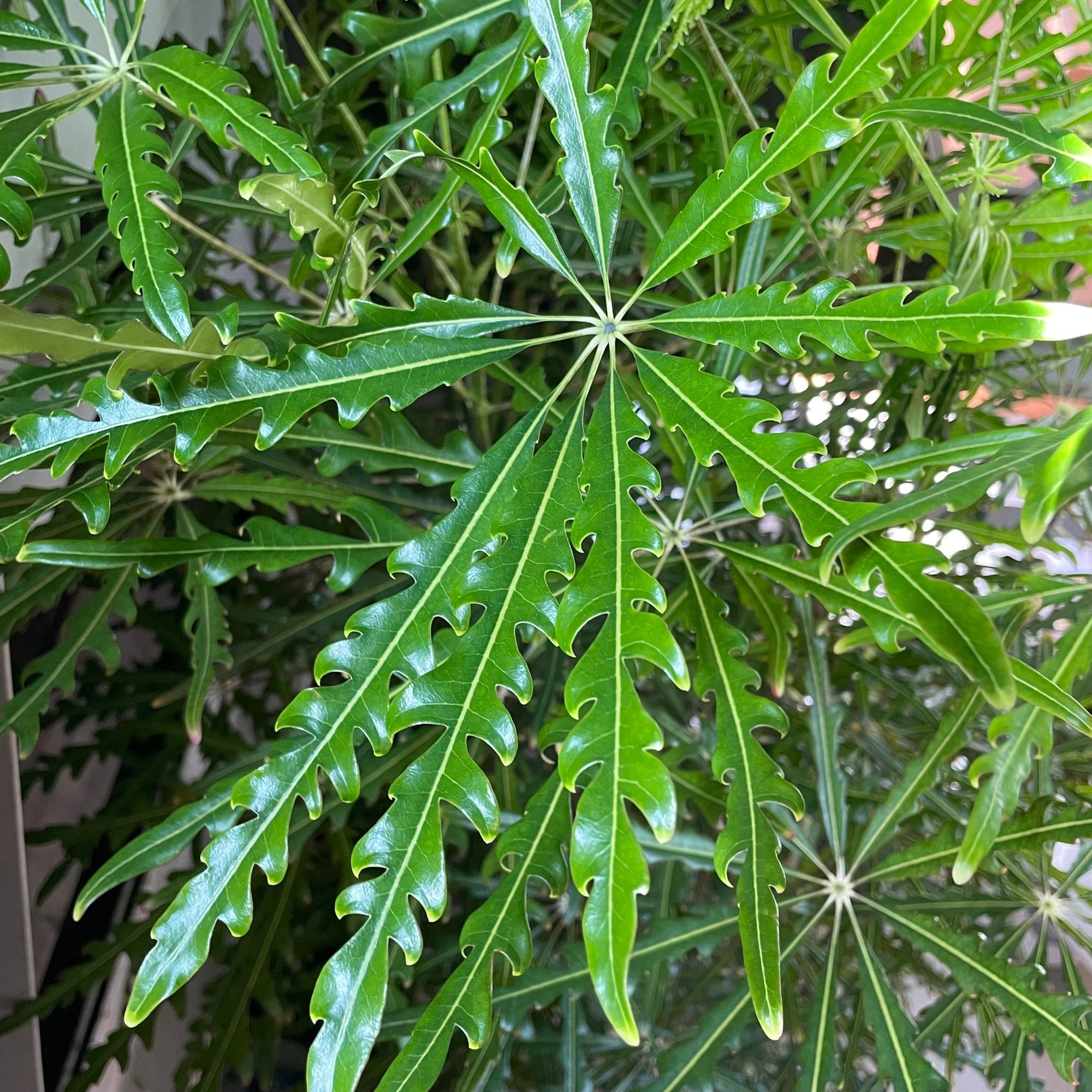 Schefflera elegantissima アラレヤ