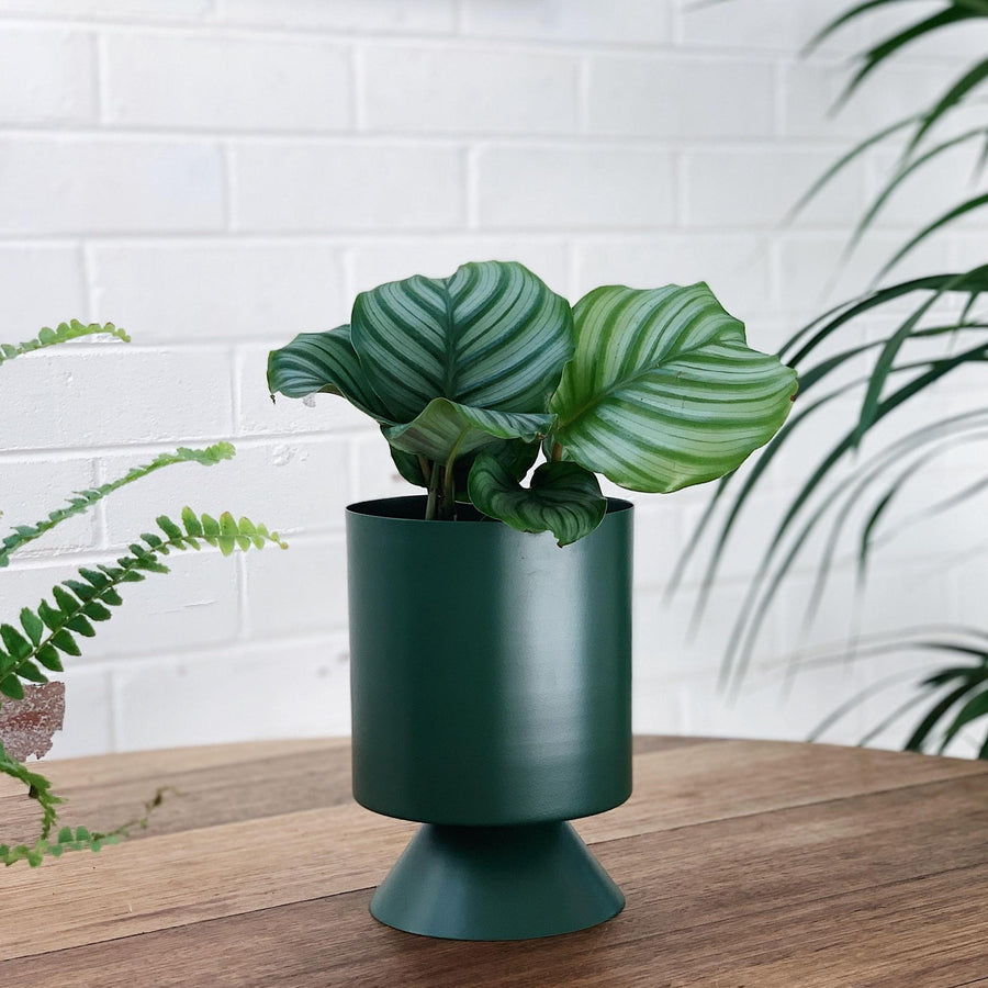 Palm Springs Planter Small by Lightly パームスプリングスプランタースモール