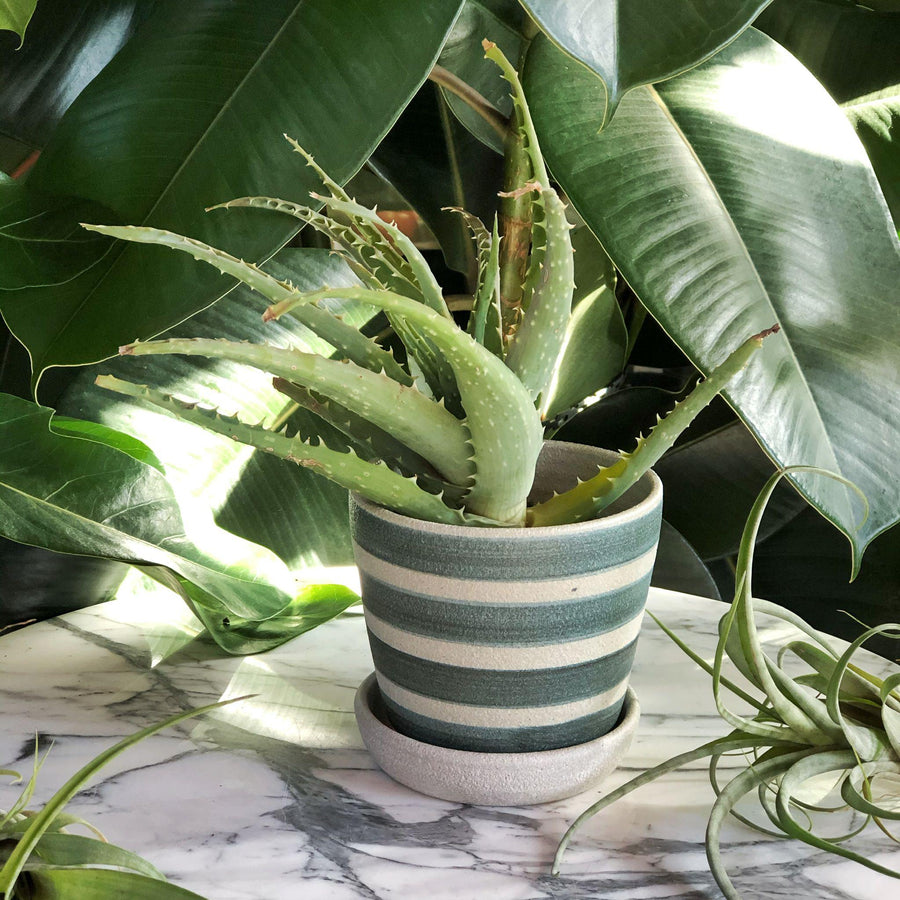 Blue Striped Wood Fired Planters by Sandra Bowkett (Horizontal Stripe) - THE PLANT SOCIETY ONLINE OUTPOST