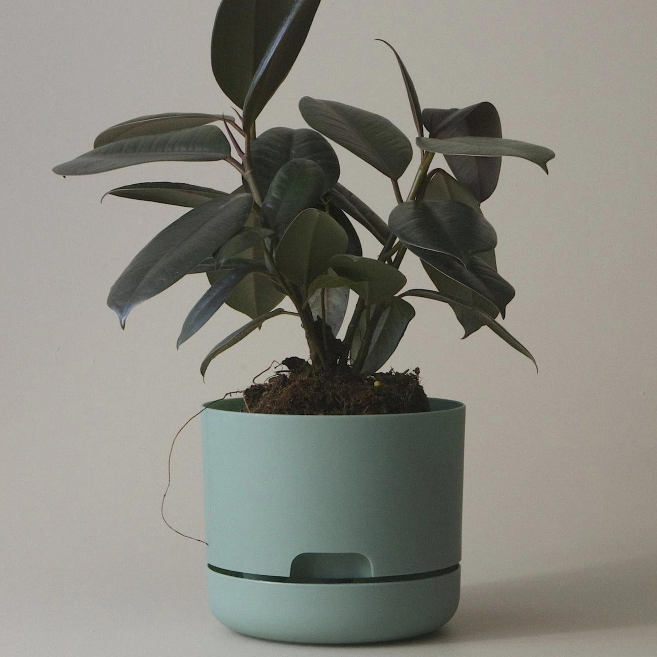 鉢・プランター kei 0000000429613_sLt4nCk.jpg